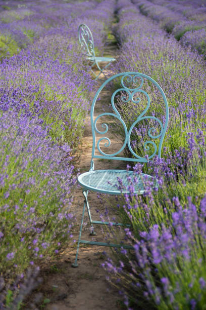 istock Beautiful nature in the lavender field 1409287425