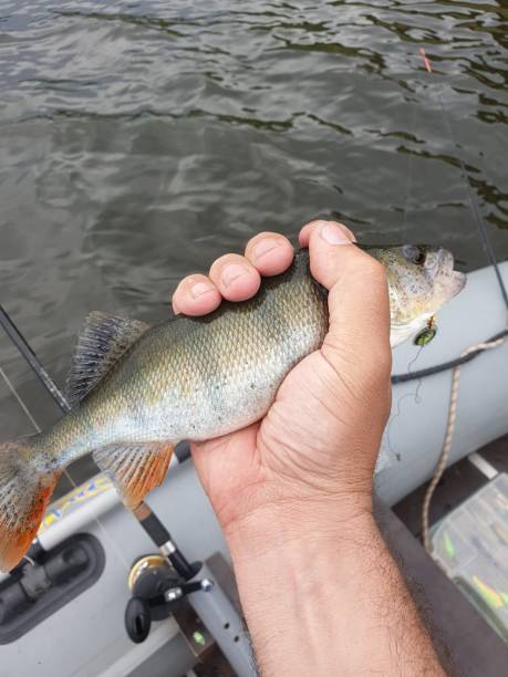 istock caught perch in the fisherman's hand 1409287486