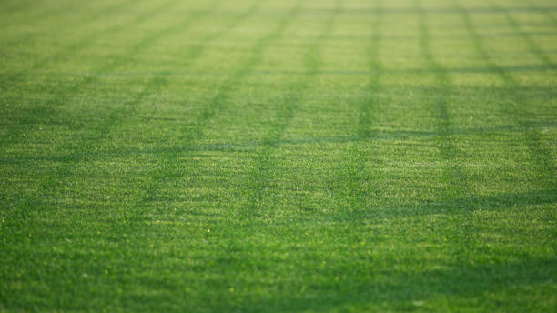 istock Fresh green lawn grass in the morning sunlight. 1409287577