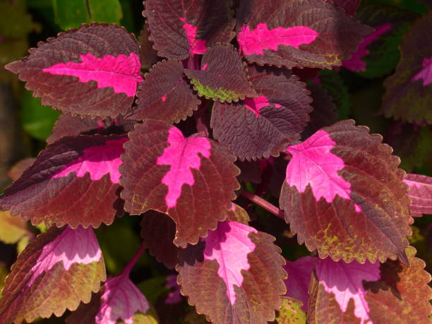 istock Coleus, perennial plant, Phnom Penh, Cambodia 1409287807