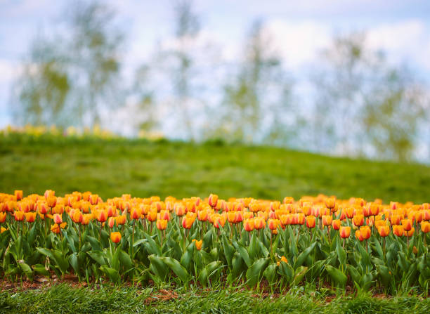 istock spring field of tulips 1409287859