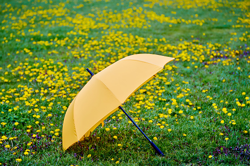 umbrella of bright yellow color on the background of the spring lawn