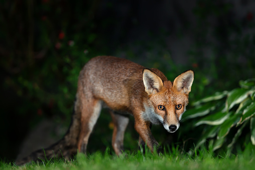 Close up of a Red fox (Vulpes vulpes) in a garden in the evening, UK.