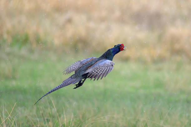 istock Japanese Pheasant in rainy meadow 1409288611