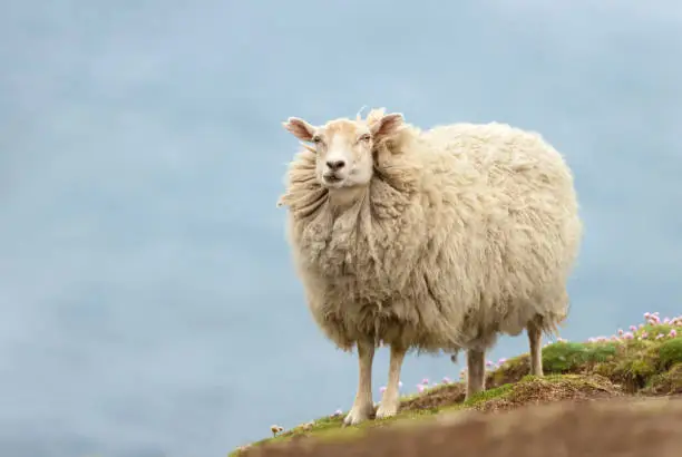 Close up of a Shetland sheep standing on a coastal area of the Shetland islands.