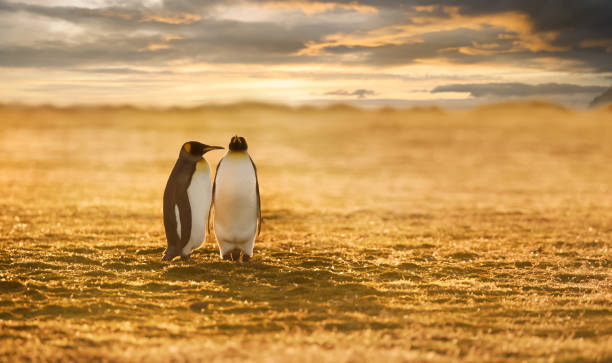pareja de pingüinos rey en una playa al atardecer - islas malvinas fotografías e imágenes de stock