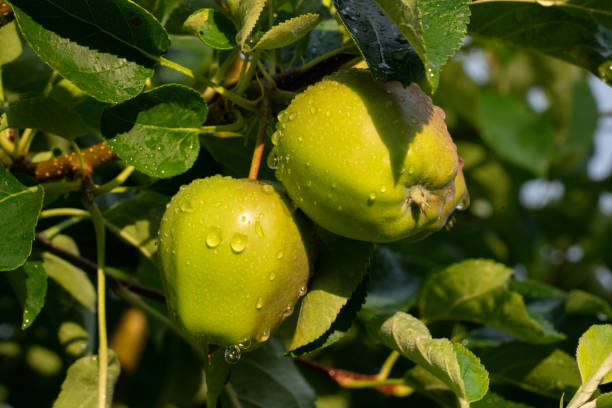 istock Green apples hanging on branch after rain 1409288779