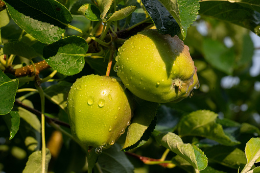 Green apples hanging on branch after rain