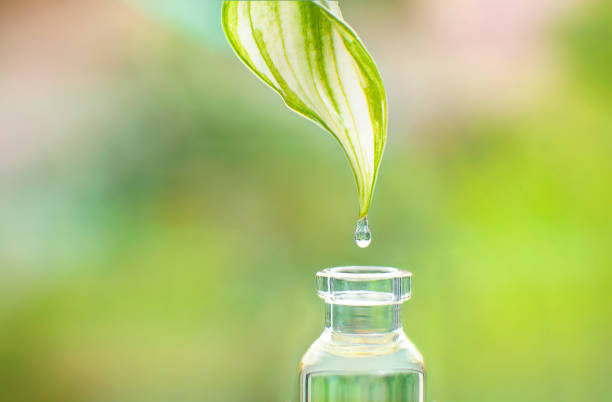 istock dropping from fresh leaf to the bottle 1409288791