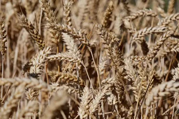 Field of golden ripe wheat on a sunny heatwave summers day. Global food security commodity. Climate change cereal grain shortage. Close up natural abstract background.  Outdoors in Rural Essex, United Kingdom, July 2022