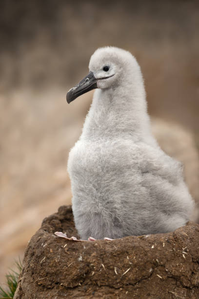 Close-up of a young Black-browed Albatross chick sitting in a mud cup nest on the coasts of the Falkland Islands.