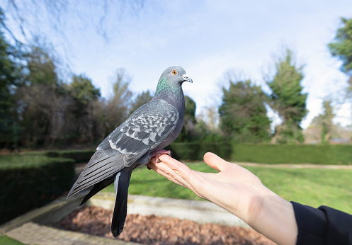Close up of a Feral pigeon feeding from a hand in a park, UK.