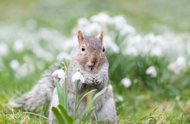 Close-up of a Grey Squirrel eating nut in snowdrops stock photo