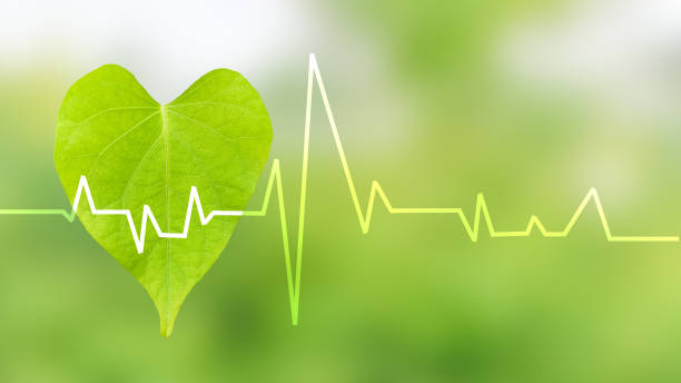 istock heart beat on heart shape leave isolated on blur background. 1409289867