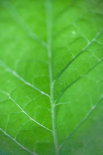 close up green leaf texture for wallpaper background