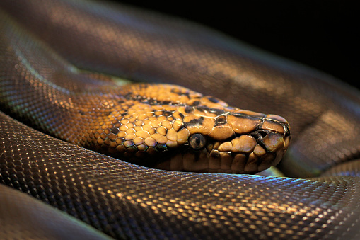 Python Pelangi Malayopython Reticulatus Anak Emas Beraneka Ragam Python ...