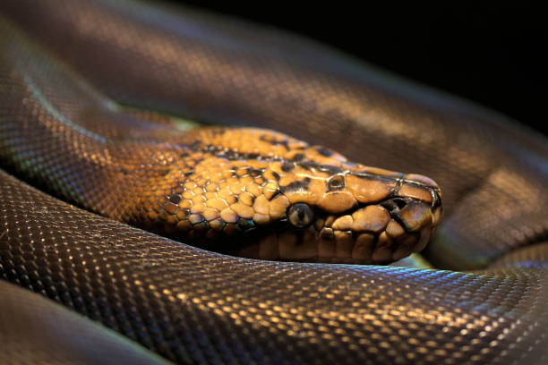 9,800+ Python Head Stock Photos, Pictures & Royalty-Free Images - iStock