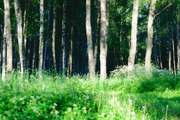 istock Birch grove in the morning sunlight 1409290561