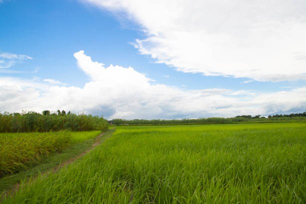 istock Beautiful Green rice fields  with contrasting  Cloudy skies 1409292605