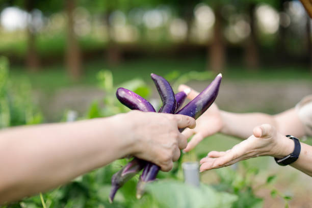 Happy cooperation happy harvesting organic crops