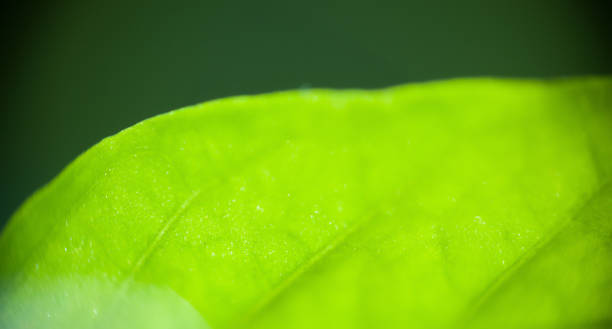 Pepper leaf. stock photo