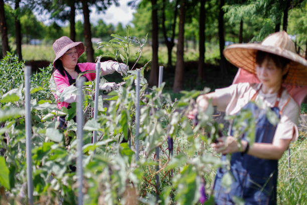 istock Happy cooperation to harvest organic crops 1409293554