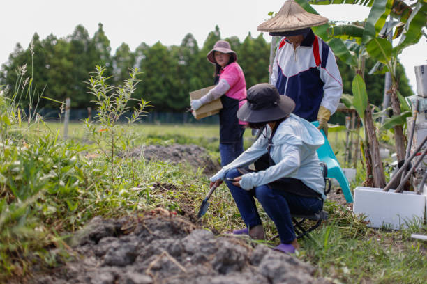 istock Happy cooperation to harvest organic crops 1409293590