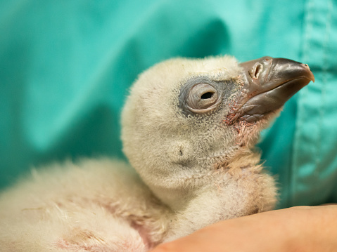 A  4 days Newborn hatching baby bird  held in humans hands