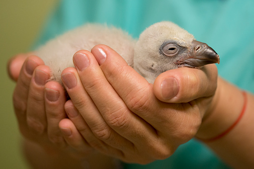 A  4 days Newborn hatching baby bird  held in humans hands