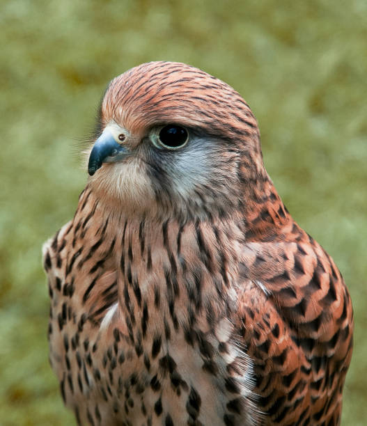 istock Kestrel.  A head and shoulders close-up. 1409294540