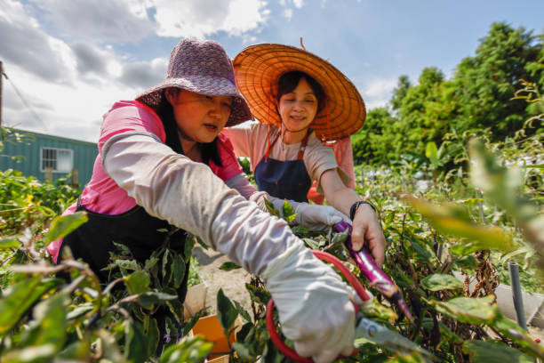 istock Happy cooperation to harvest organic crops 1409294575