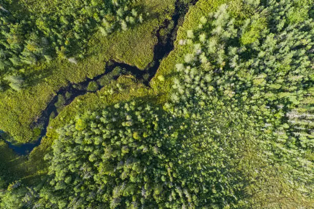 Photo of Wetland Landscape