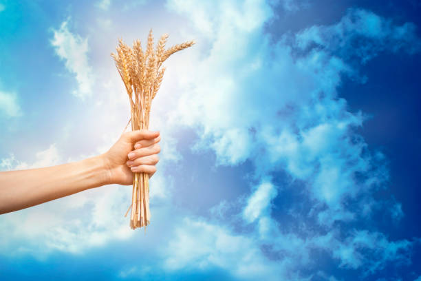 istock Hand holding a bunch of wheat against the sky 1409296006