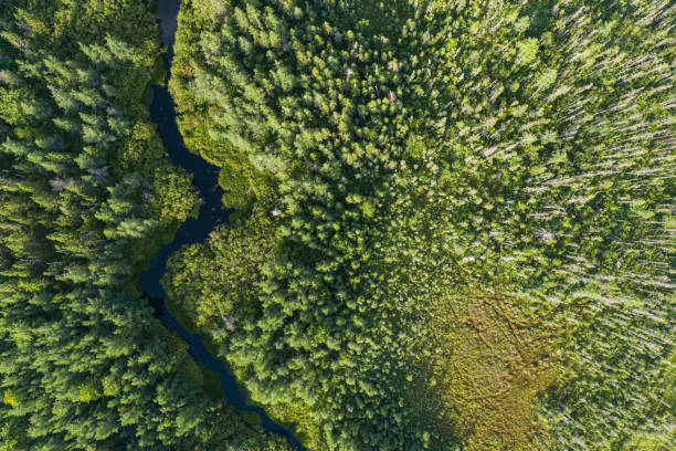 istock Wetland Landscape 1409296009