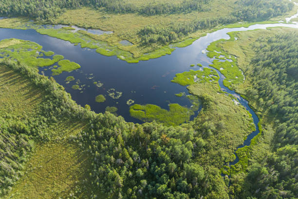 istock Wetland Landscape 1409296012