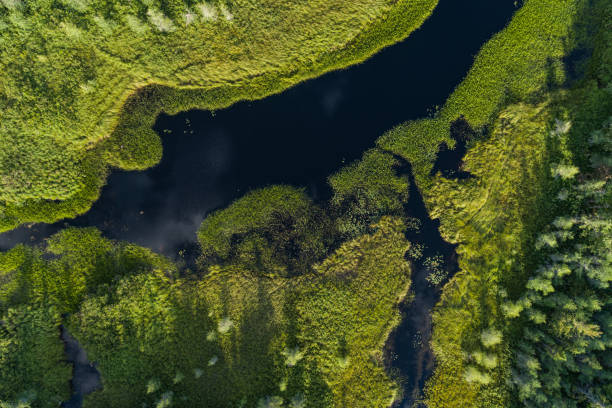 istock Wetland Landscape 1409296075