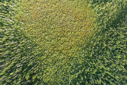 Aerial drone view of forest bordering marshlands.