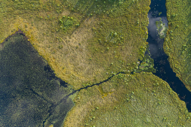 istock Wetland Landscape 1409296252