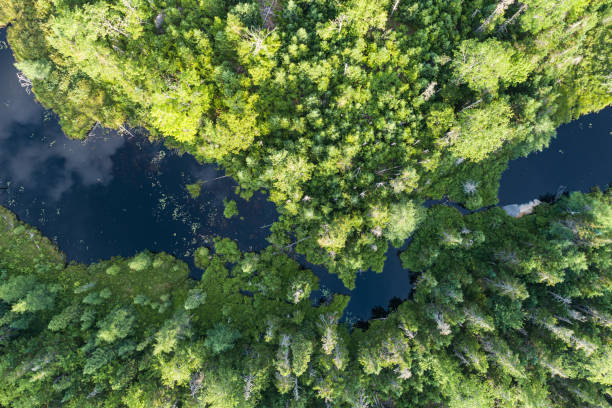 istock Wetland Landscape 1409296258