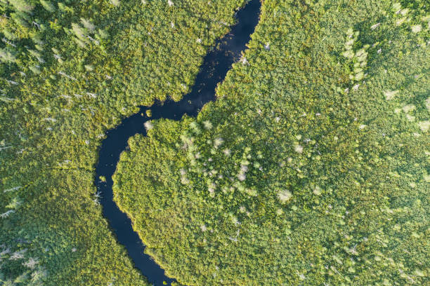 istock Wetland Landscape 1409296259