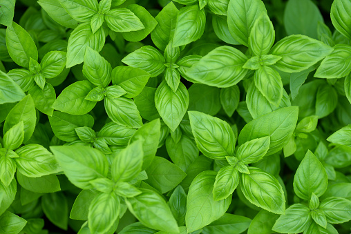 Small pot with a dying Basil plant in day light shallow depth of field 2020