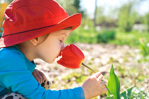 Little cute girl, kid, child in big red summer panama hat smelling bud of tulips, flowers. Blooming tulip blossom. Spring is coming. Green garden in country house. Planting, gardening. Allergy period.