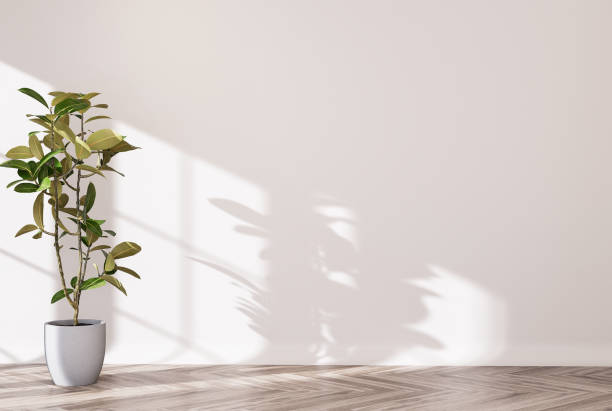 istock White empty room desktop wallpaper, plant home decoration background 1409297365