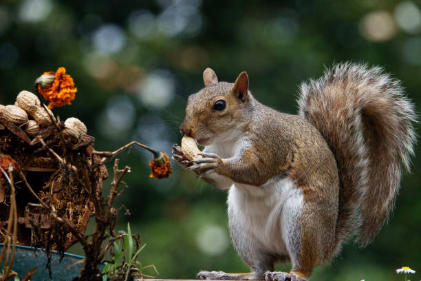 istock A Squirrel finds a peanut near a bird house 1409297995