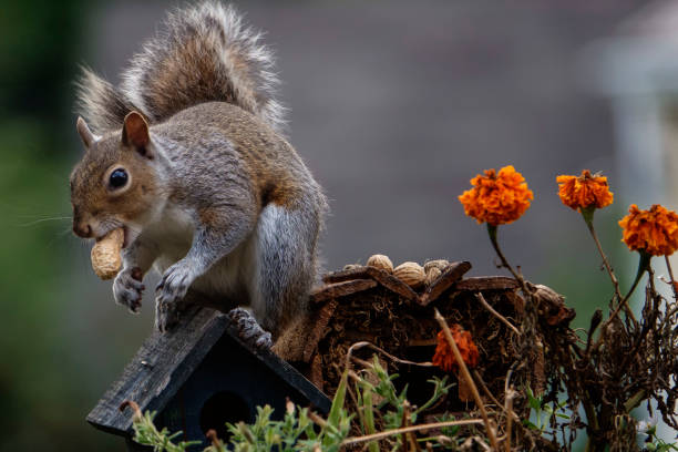 istock A Squirrel finds a peanut near a bird house 1409297999