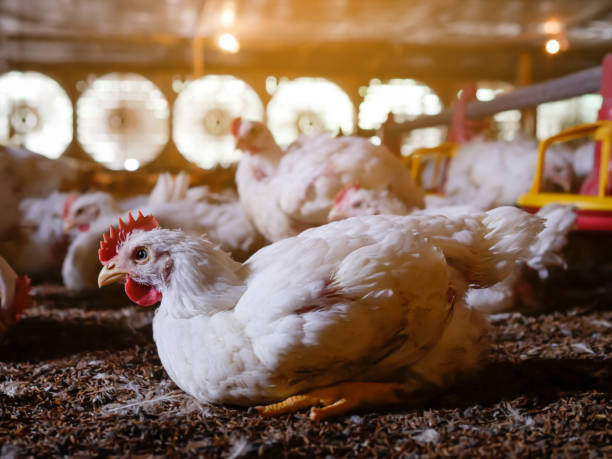 istock White chicken lying on the ground with yellow light from the top side 1409298841