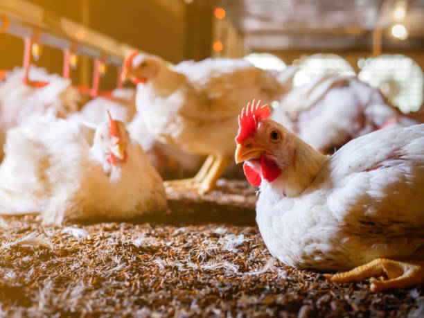 istock White chicken lying on the ground with sun light 1409298843