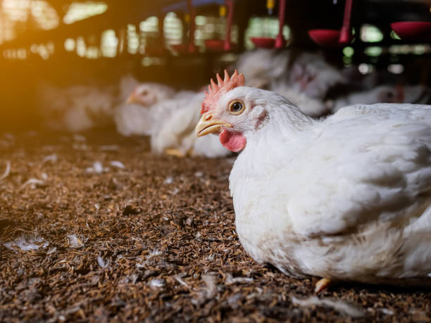 imagen de medio cuerpo de pollo tendido en el suelo - avicultura sustentable  fotografías e imágenes de stock