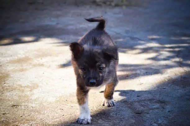 Cute Dark Brown Black Pekingese Mix Of Multiple Breed Puppy Walk To The Camera In The Morning Sun On The House Yard