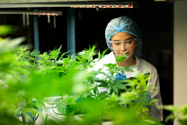 mujer científica en una granja de cannabis con una planta de cannabis con hermosas hojas cultivadas en una planta. comprobación de la integridad de los tallos y hojas. - examining medicine healthcare and medicine beauty in nature fotografías e imágenes de stock